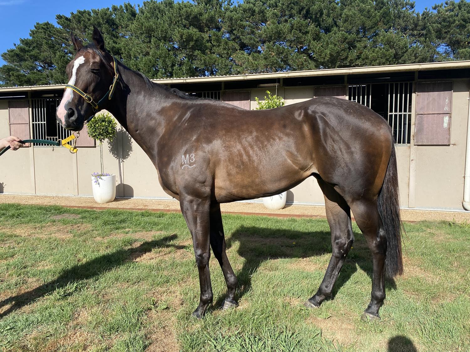2022 JANUARY (Early) Online Sale | Inglis Digital Online Auctions